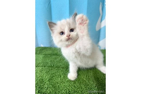 販売中の群馬県のラグドール-118346の4枚目