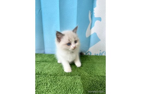 販売中の群馬県のラグドール-118347の2枚目