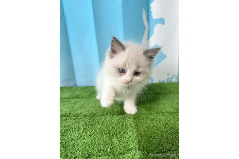 販売中の群馬県のラグドール-118347の3枚目
