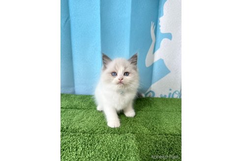 販売中の群馬県のラグドール-118347の5枚目