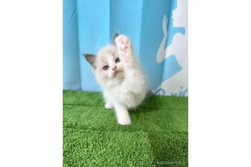販売中の群馬県のラグドール-118347の6枚目