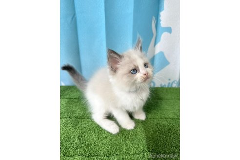 販売中の群馬県のラグドール-118348の5枚目