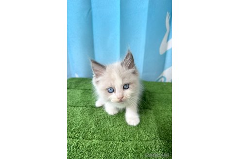 販売中の群馬県のラグドール-118348の6枚目