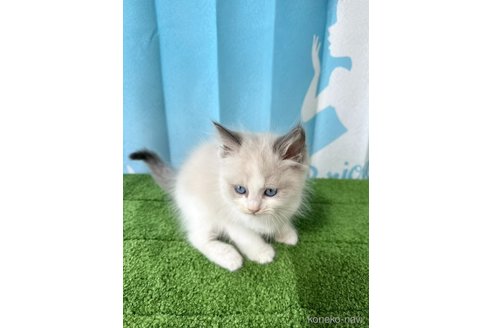 販売中の群馬県のラグドール-118348の2枚目