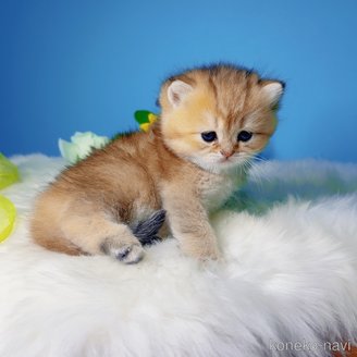 販売中の大阪府のブリティッシュショートヘア-118354の4枚目