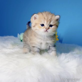 販売中の大阪府のブリティッシュショートヘア-118355の6枚目