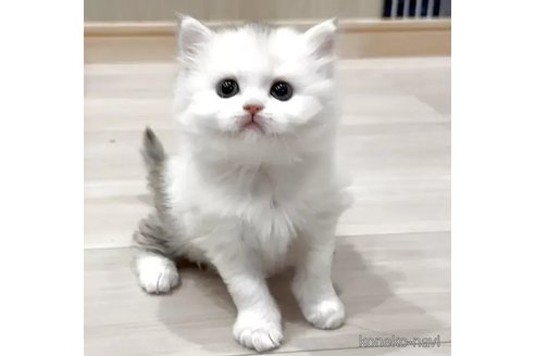 販売中の福岡県のマンチカン-118376の2枚目