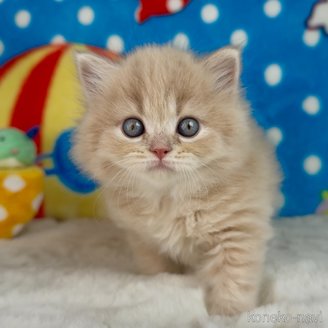 販売中の愛知県のスコティッシュフォールド-118391