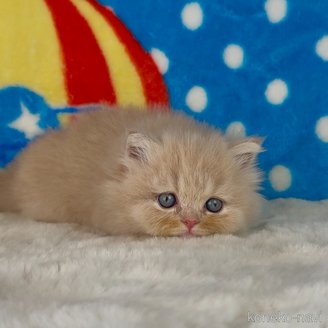 販売中の愛知県のスコティッシュフォールド-118392の3枚目