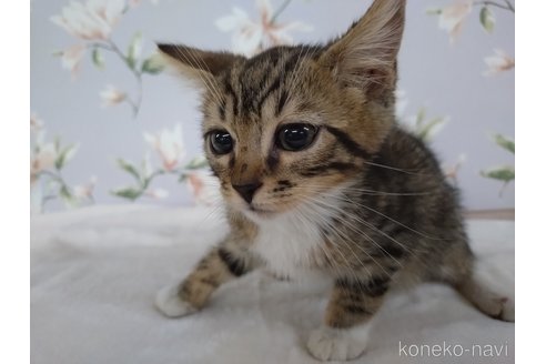 販売中の大阪府のジェネッタ-118401の2枚目