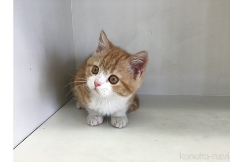 販売中の山形県のスコティッシュフォールド-114080の8枚目