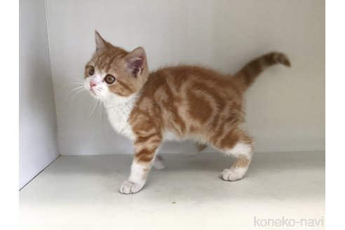 販売中の山形県のスコティッシュフォールド-114080の7枚目