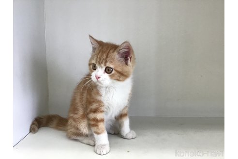 販売中の山形県のスコティッシュフォールド-114080の3枚目