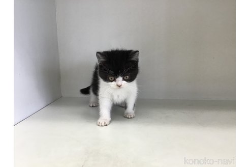 成約済の山形県のスコティッシュフォールド-114084の9枚目