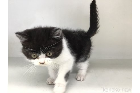 成約済の山形県のスコティッシュフォールド-114084の8枚目