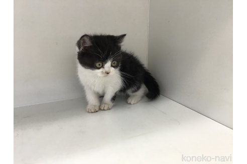 成約済の山形県のスコティッシュフォールド-114084の7枚目