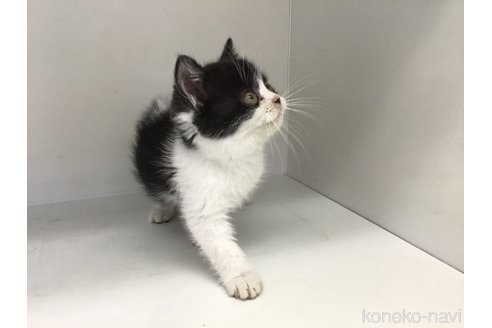 成約済の山形県のスコティッシュフォールド-114084の6枚目