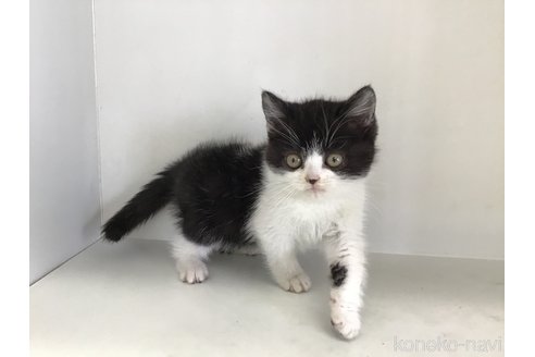 成約済の山形県のスコティッシュフォールド-114084の4枚目