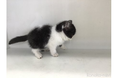 成約済の山形県のスコティッシュフォールド-114084の3枚目