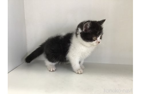 成約済の山形県のスコティッシュフォールド-114084の2枚目