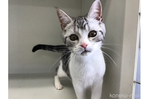 販売中の山形県のスコティッシュフォールド-109212の11枚目