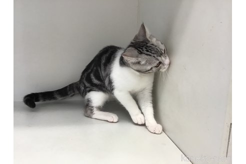 販売中の山形県のスコティッシュフォールド-109212の6枚目