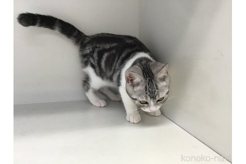 販売中の山形県のスコティッシュフォールド-109212の3枚目