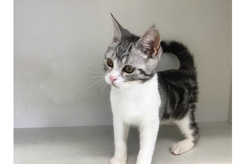 販売中の山形県のスコティッシュフォールド-109212の2枚目