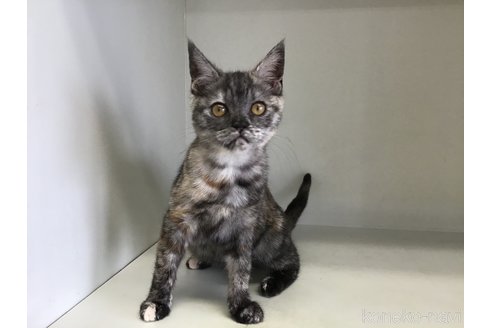 販売中の山形県のスコティッシュフォールド-109211の11枚目