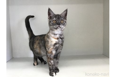 販売中の山形県のスコティッシュフォールド-109211の7枚目