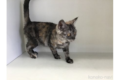 販売中の山形県のスコティッシュフォールド-109211の5枚目