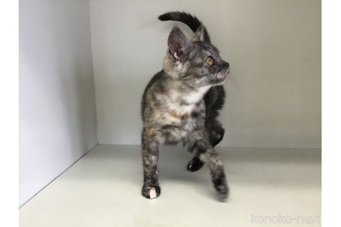 販売中の山形県のスコティッシュフォールド-109211の3枚目