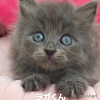 成約済の埼玉県のサイベリアン-116545の1枚目
