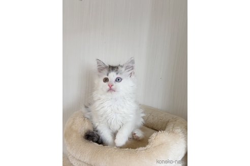 商談中の埼玉県のノルウェージャンフォレストキャット-118444の8枚目