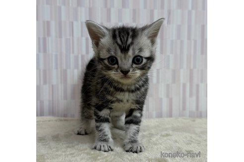 成約済の千葉県のアメリカンショートヘア-118448の2枚目