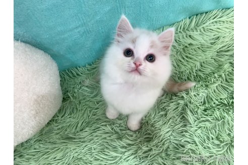 販売中の大阪府のスコティッシュフォールド-114406の2枚目