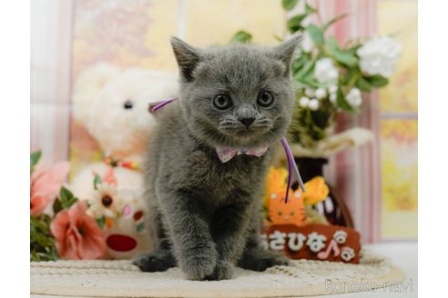 販売中の神奈川県のブリティッシュショートヘア-118450の14枚目