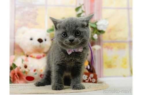 販売中の神奈川県のブリティッシュショートヘア-118450の8枚目