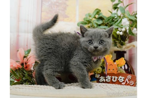 販売中の神奈川県のブリティッシュショートヘア-118450の9枚目