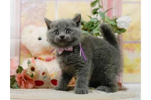 販売中の神奈川県のブリティッシュショートヘア-118450の10枚目