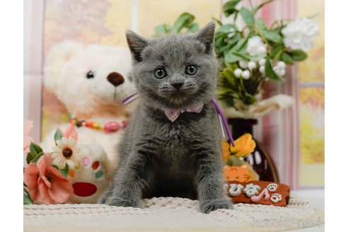 販売中の神奈川県のブリティッシュショートヘア-118450の11枚目