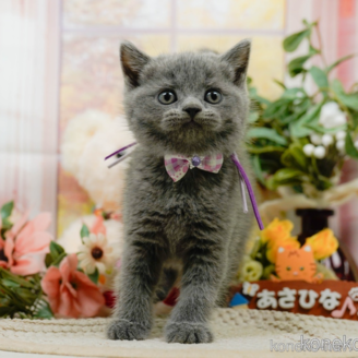 販売中の神奈川県のブリティッシュショートヘア-118450