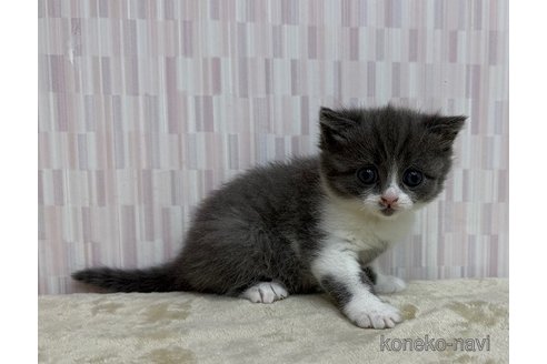 成約済の千葉県のブリティッシュショートヘア-118451の2枚目