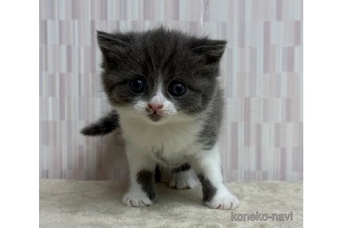 成約済の千葉県のブリティッシュショートヘア-118451の3枚目