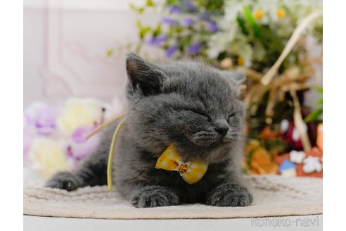 販売中の神奈川県のブリティッシュショートヘア-118454の21枚目
