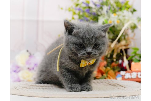 販売中の神奈川県のブリティッシュショートヘア-118454の19枚目