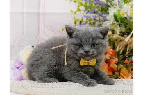 販売中の神奈川県のブリティッシュショートヘア-118454の18枚目