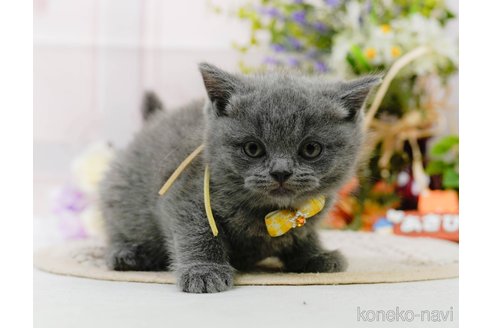 販売中の神奈川県のブリティッシュショートヘア-118454の16枚目