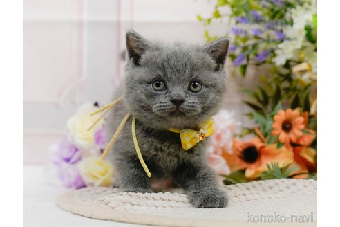 販売中の神奈川県のブリティッシュショートヘア-118454の12枚目
