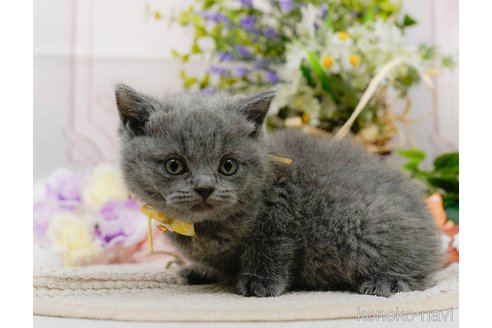 販売中の神奈川県のブリティッシュショートヘア-118454の11枚目